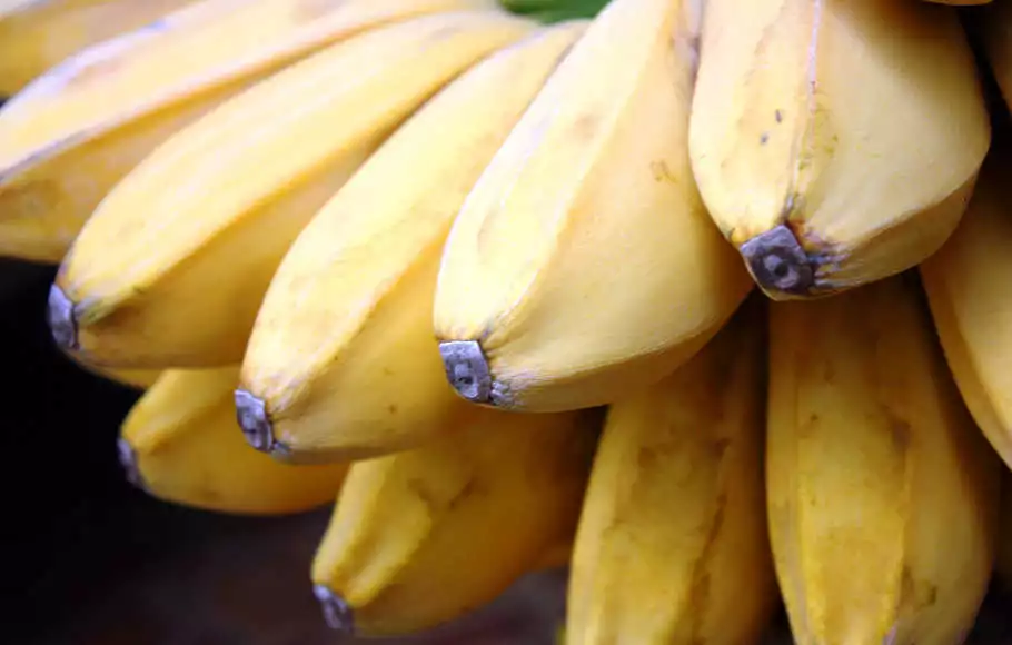 pisang kepok