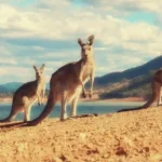 Kangaroo Island, Pulau Liar Australia dengan Pantai dan Satwa Ikonik
