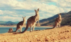 Kangaroo Island, Pulau Liar Australia dengan Pantai dan Satwa Ikonik