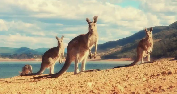 Kangaroo Island, Pulau Liar Australia dengan Pantai dan Satwa Ikonik