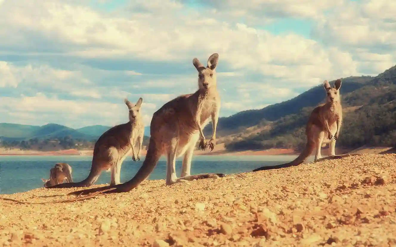 Kangaroo Island, Pulau Liar Australia dengan Pantai dan Satwa Ikonik